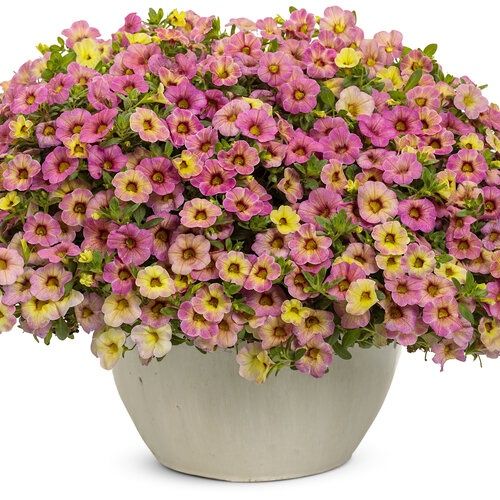 Calibrachoa Superbells® 'Magic Pink Lemonade' Superbells® Magic Pink Lemonade Calibrachoa