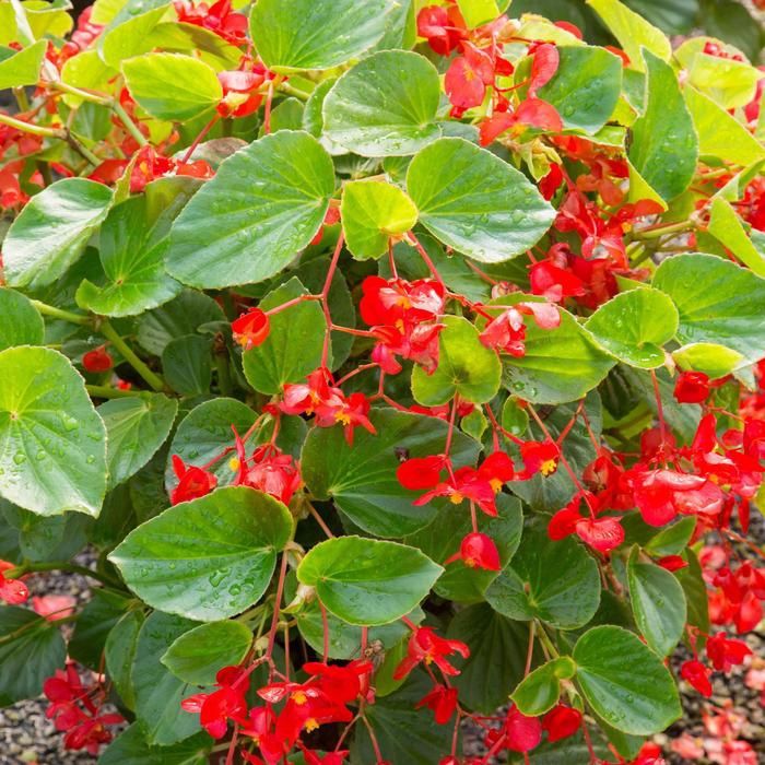 Begonia Whopper® 'Red Green Leaf' Whopper® Red with Green Begonia