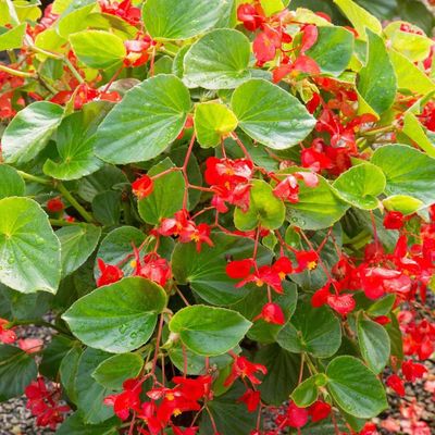Begonia Whopper® 'Red Green Leaf' Whopper® Red with Green Begonia