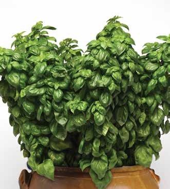 Ocimum basilicum 'Everleaf Genovese' Basil Everleaf Genovese