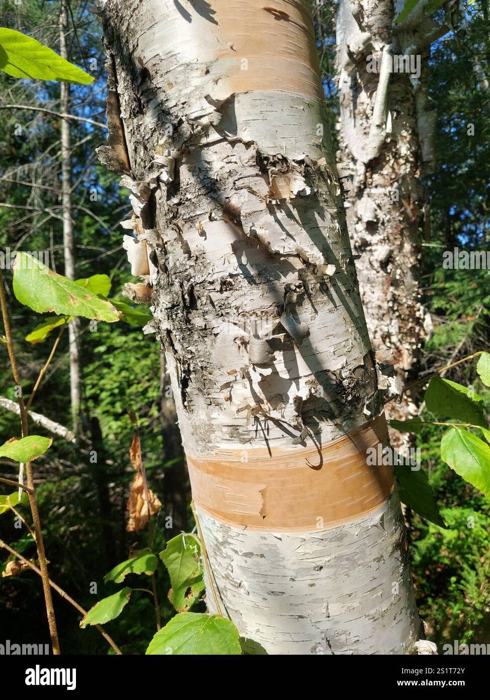 Betula papyrifera Paper Birch