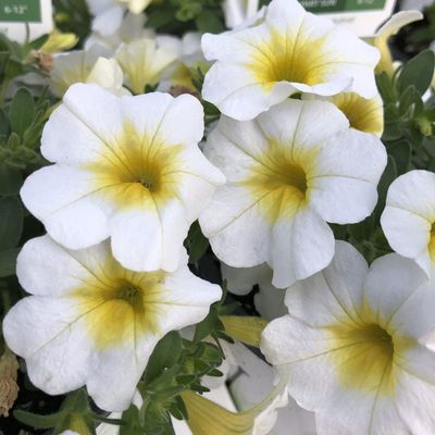 Calibrachoa Superbells® 'Over Easy' Superbells® Over Easy™  CalibrachoaCalibrachoa
