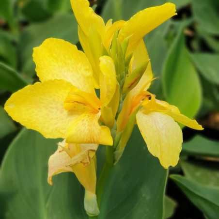 Canna Cannova® 'Yellow 'Cannova® Yellow Canna