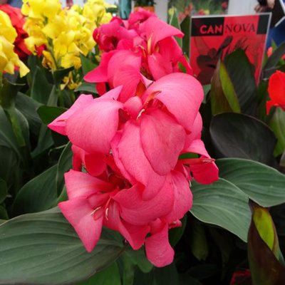 Canna Cannova® 'Rose' Cannova® Rose Canna