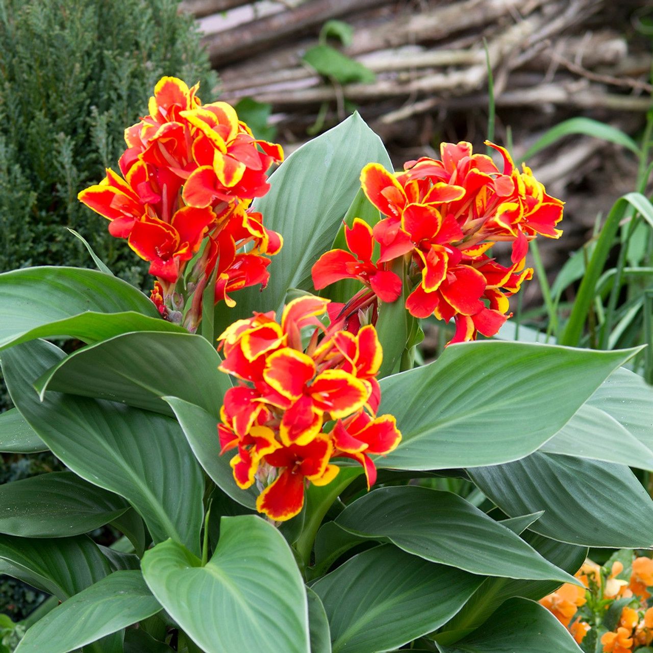 Canna  Cannova® 'Red Golden Flame' Cannova® Red Gold Flame canna