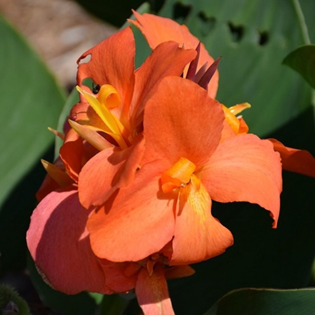 Canna Cannova® 'Orange Shades' Cannova® Orange Shades Canna