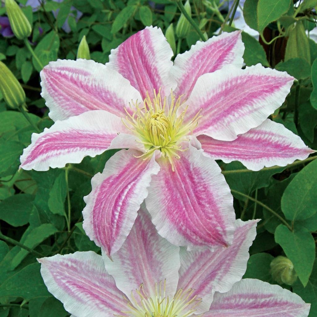 Clematis x 'Cotton Candy' Vancouver Cotton Candy Clematis