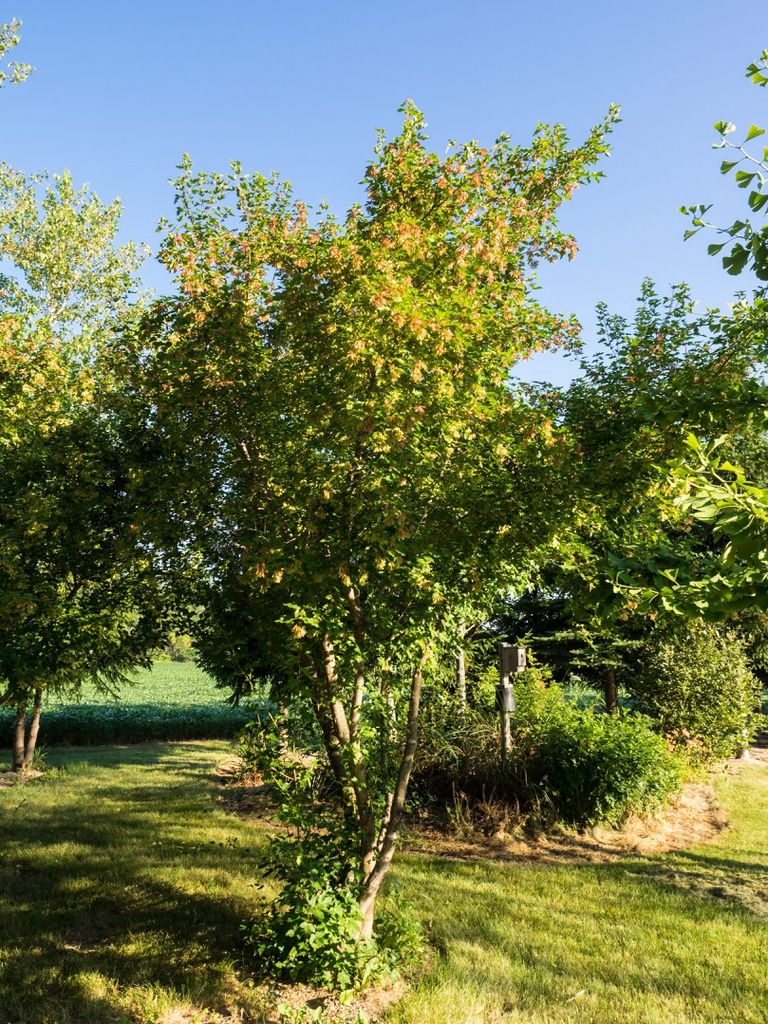 Amur Maple Tree Form - Acer ginalla Tree Form