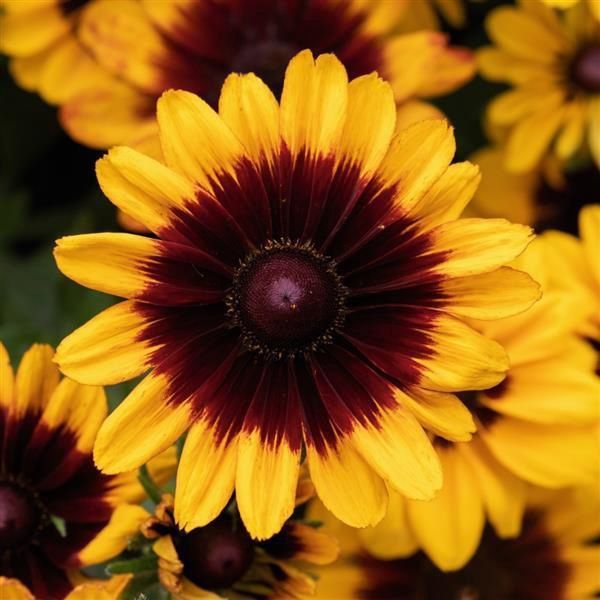 Rudbeckia hirta 'Pawnee Spirit'  Black- Eyed Susan Pawnee Spirit