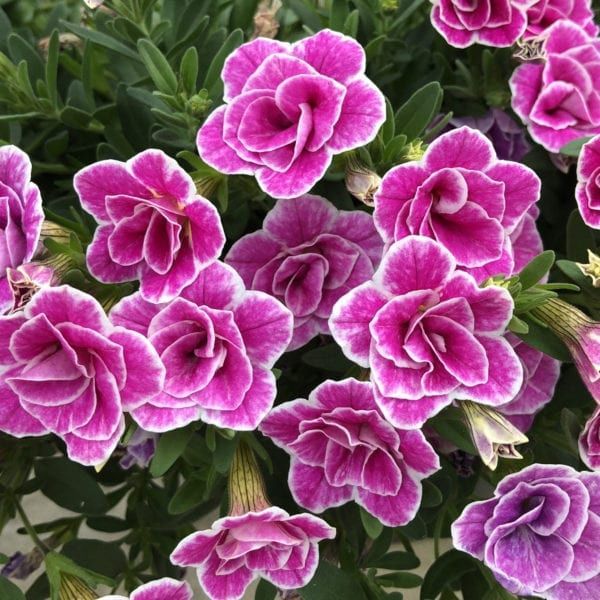 Calibrachoa Superbells® 'Double Love Swept' Superbells® Double Love Swept™ Calibrachoa