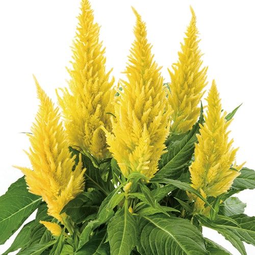 Celosia spicata Kelos™ 'Fire Yellow' Kelo™ Fire Yellow Celosia