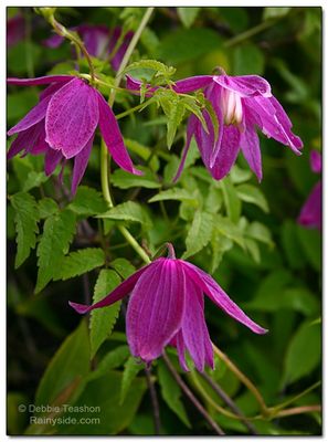 Clematis alpina 'Ruby'  Ruby Clematis