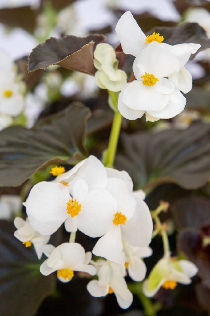Begonia x benariensis Big® 'White with Bronze Leaf' Big® White with Bronze Leaf Begonia