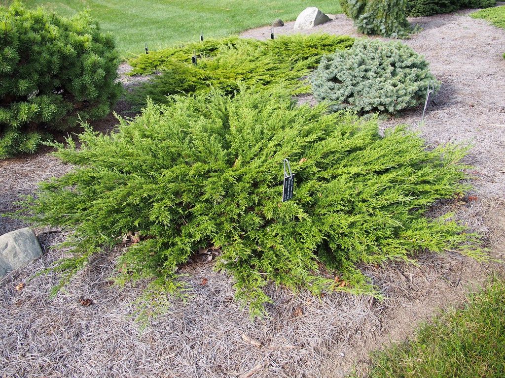 Juniperus sabina 'Monna' Calgary Carpet Juniper
