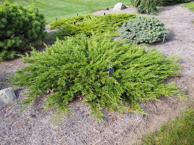 Juniperus sabina 'Monna' Calgary Carpet Juniper