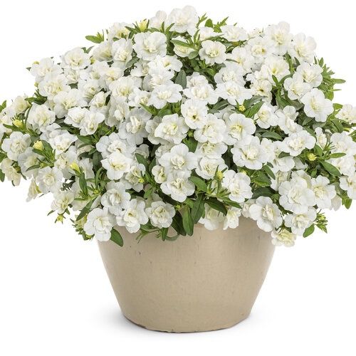 Superbells® White - Calibrachoa