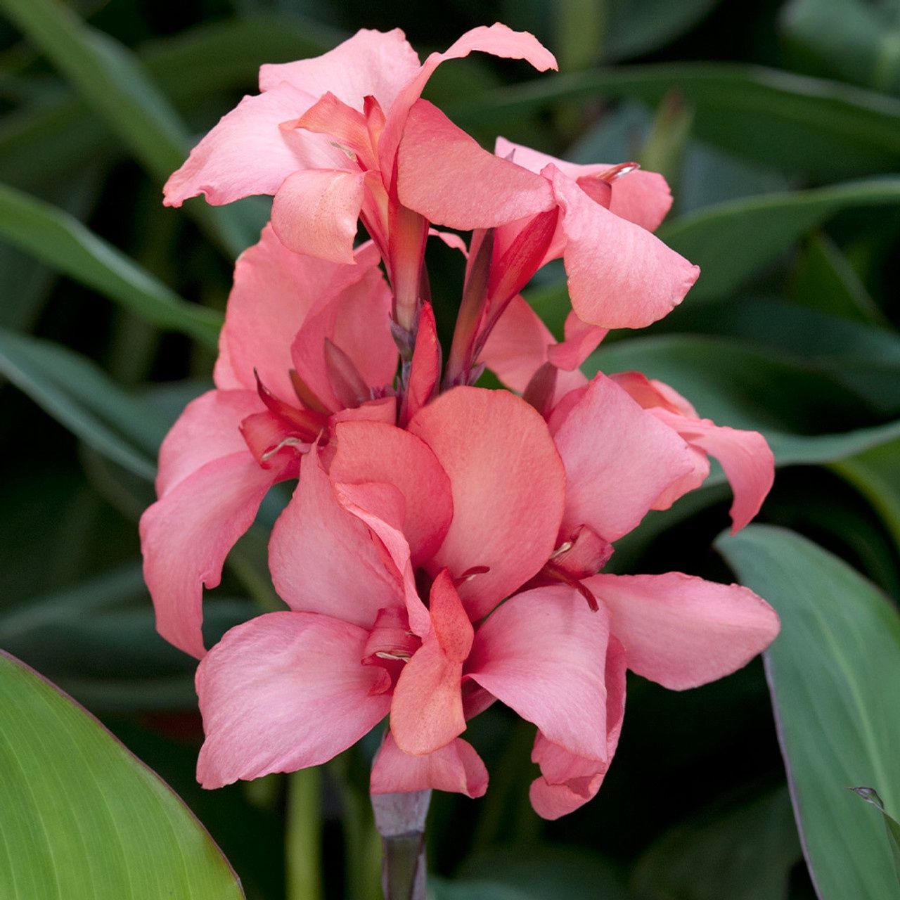 Canna Cannova® 'Mango' Cannova® Mango Canna