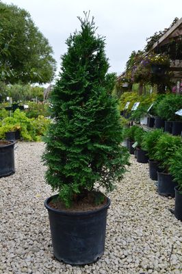 Thuja occidentalis 'Skinners'  Baby Bear® Dwarf Arborvitae