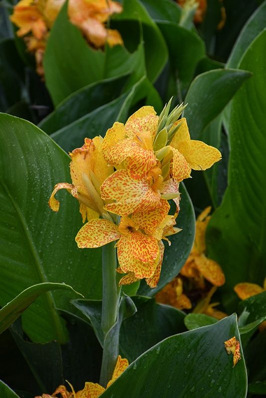 Canna Cannova® 'Golden Leopard' Cannova® Golden Leopard