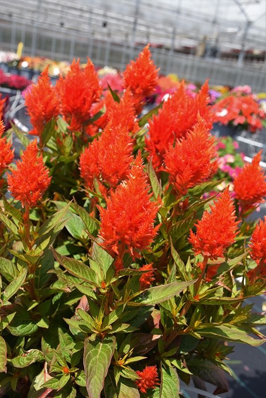 Celosia argentea va. plumosa Kelos™ 'Fire Orange' Kelos™ fire Orange Celosia