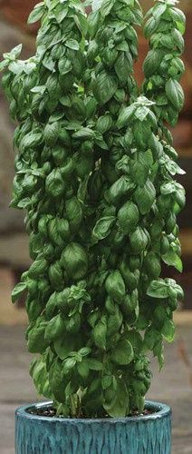 Basil Emerald Towers