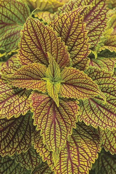 Coleus ColorBlaze® 'Golden Dreams' ColorBlaze® Golden Dreams Coleus