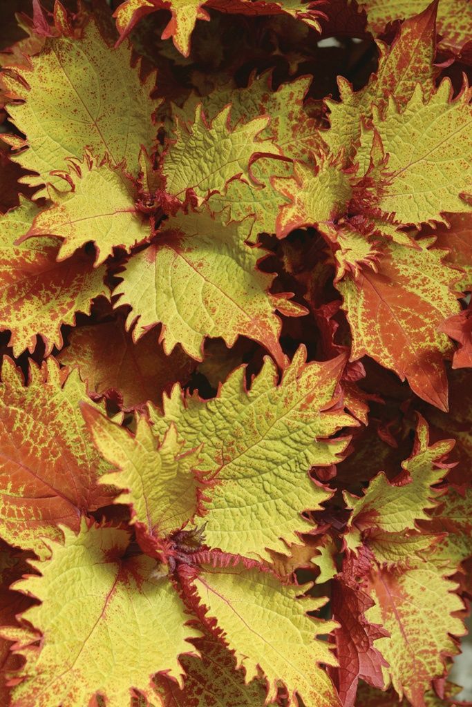 Coleus ChargedUp™ 'Henna' ChargedUp™ Henna
