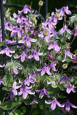 Clematis x 'Stand By Me Pink' Clematis Pink