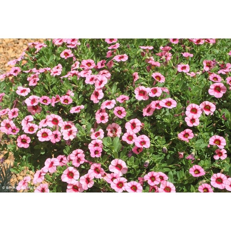 Superbells® Strawberry Punch™ - Calibrachoa