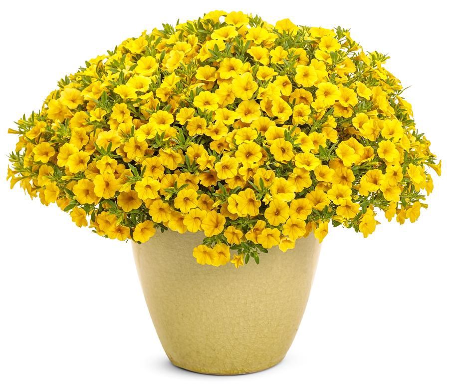 Calibrachoa Superbells® 'Yellow' Superbells® Calibrachoa