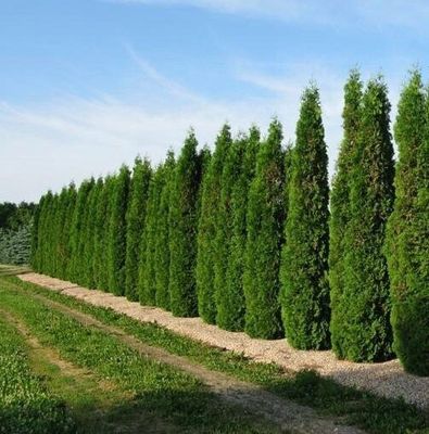 Thuja occidentalis 'Skybound' Skybound Cedar