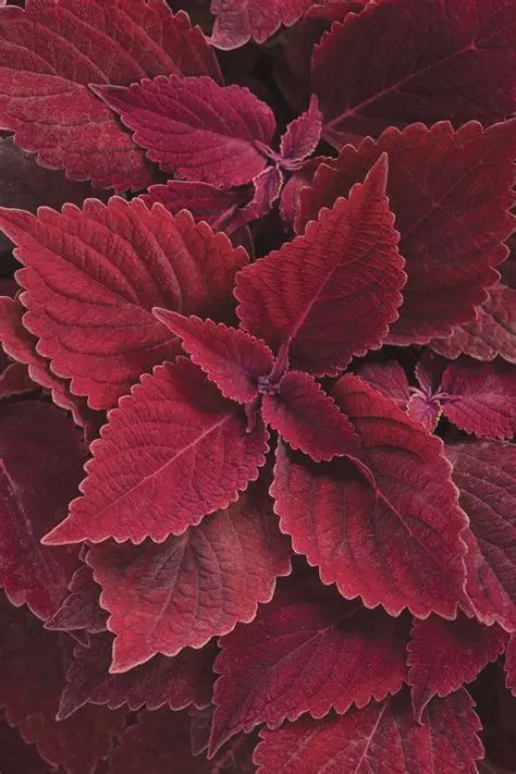 Coleus ColorBlaze® 'Rediculous' ColorBlaze® Rediculous® Coleus