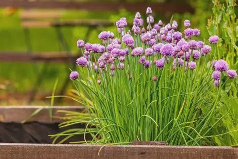 Alilum schoenoprasum  Chives Garden