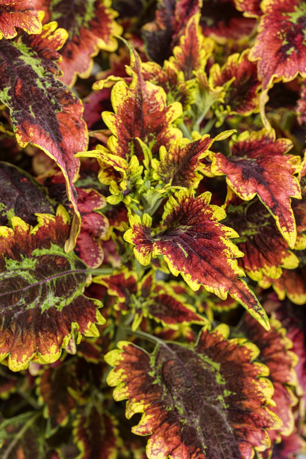 Coleus  ColorBlaze® 'El Brighto'  ColorBlaze® El Brighto Coleus