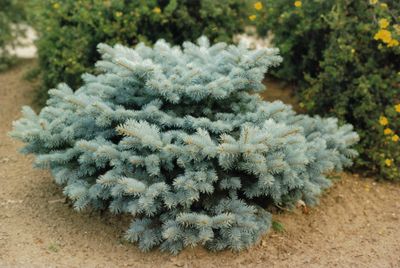 Picea pungens 'Glauca Globosa' Colorado Spruce Globe Blue