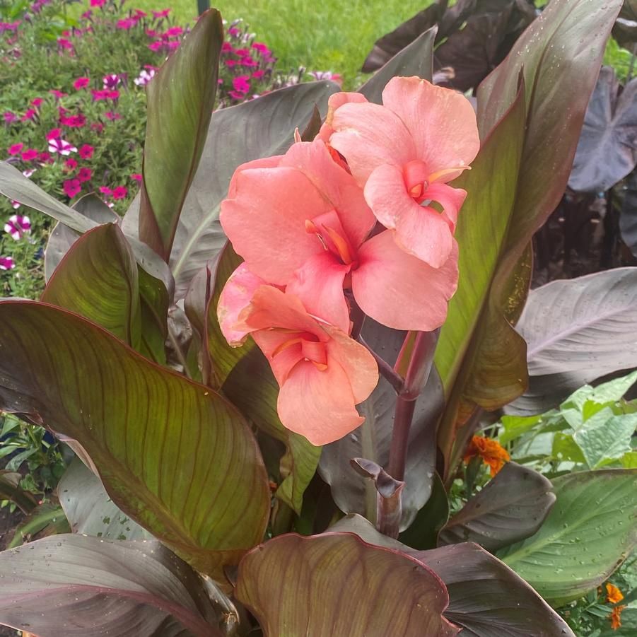 Canna Cannova® 'Bronze Peach' Cannova® Bronze Peach Canna