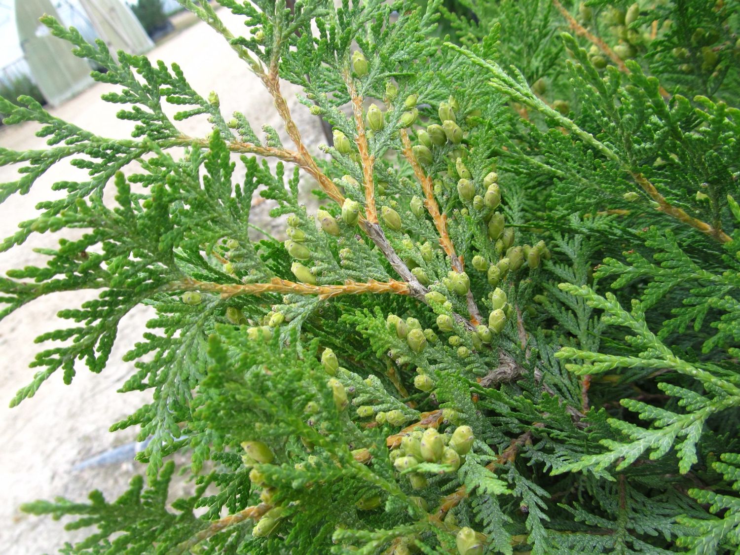 Thuja occidentalis 'Woodwardi' Woodward Cedar