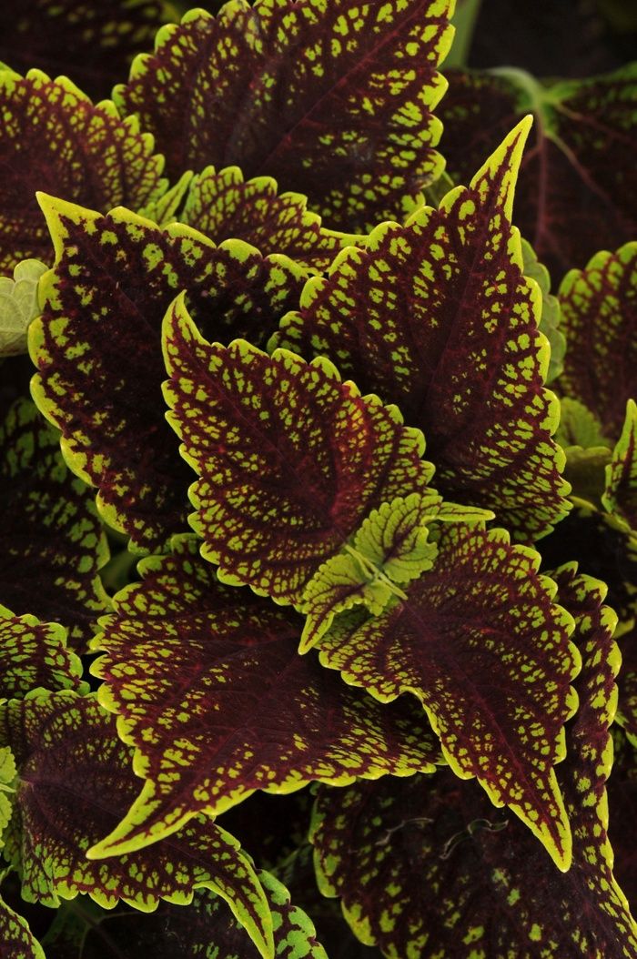 Coleus ChargedUp™ 'Coleosaurus' ChargedUp™ Coleosaurus