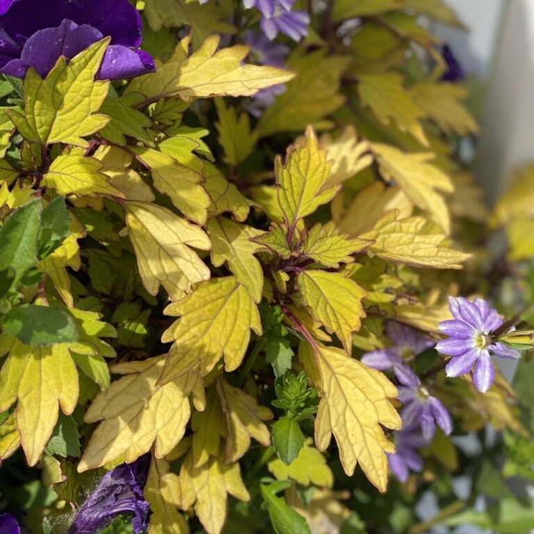 Coleus Colorblaze® 'Royal Pineapple Brandy' Colorblaze® Royal Pineapple Brandy®  Coleus