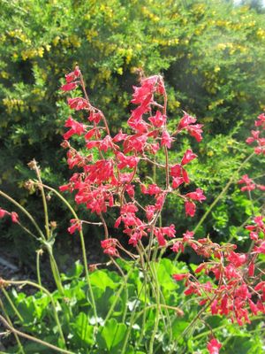 Heuchera 'Northern Fire' Northern Fire' Coral Bells