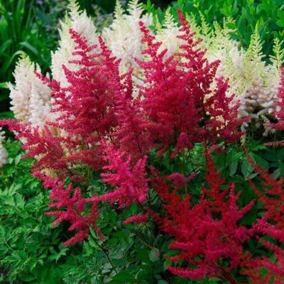 Astilbe chinensis 'Visions in Red' Astilbe Visions in Red