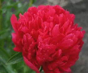 Paeonia lactiflora 'Command Performance' Command Performance Peony