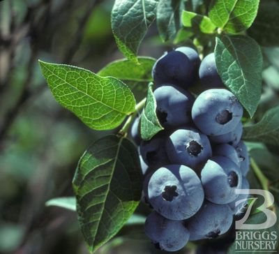 Vaccinium 'Chippewa' (Highbush Blueberry)