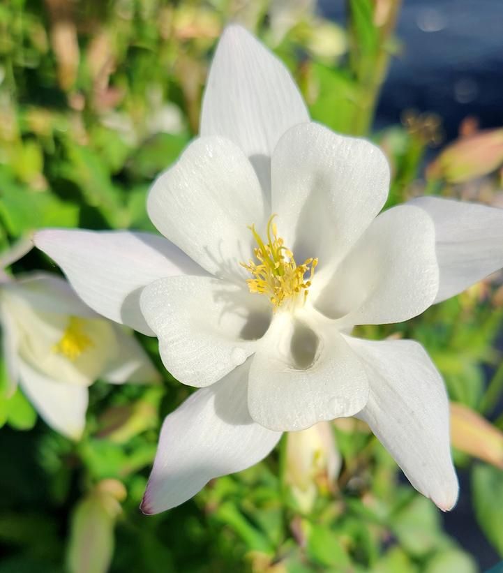 Aquilegia x hybrids Earlybird™ 'White' Earlybird™ White Columbine