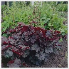 Heuchera micrantha ‘Palace Purple’ Palace Purple Coral Bells