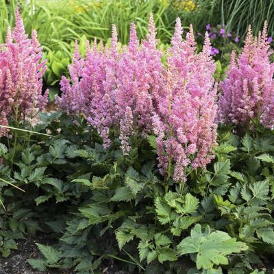 Astilbe chinensis 'Visions in Pink'  Visions in Pink Astilbe