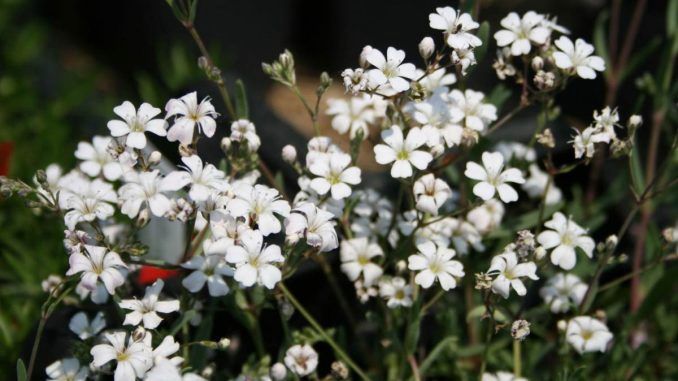Gypsophilia repens 'Alba' Baby's Breath Creeping White