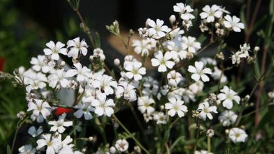 Gypsophilia repens 'Alba' Baby's Breath Creeping White