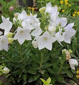 Platycodon grandiflorus  Balloon Flower 'Astra White'