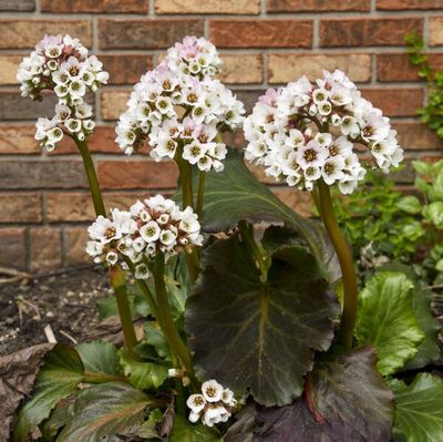 Bergenia cordifolia Heart Leaf Bergenia